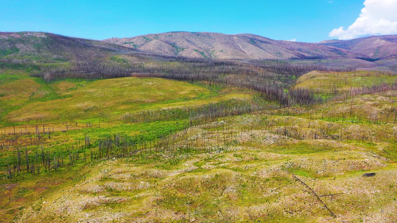 High sweeping drone shot over a scorched mountain valley with thin burned trunks, rocky terrain, emerging vegetation, and distant ridgelines near Estes Park at Rocky Mountain National Park.