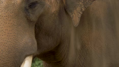 Increíble-Toma-De-Detalle-De-Un-Toro-Elefante-Joven-Con-Grandes-Colmillos-De-Marfil