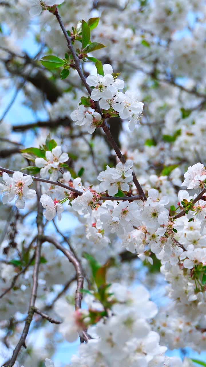 White cherry tree with flowers and green leaves. Vertical video