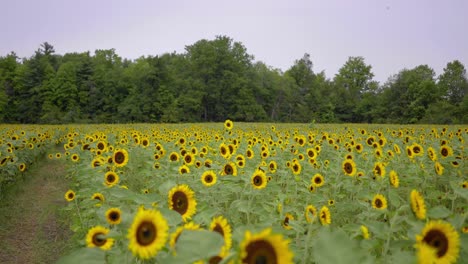 Plano-General-De-Una-Granja-De-Girasoles-En-Un-Día-Ventoso