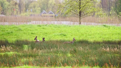 Roe-deer-animals-standing-in-grassy-countryside-pasture-near-river