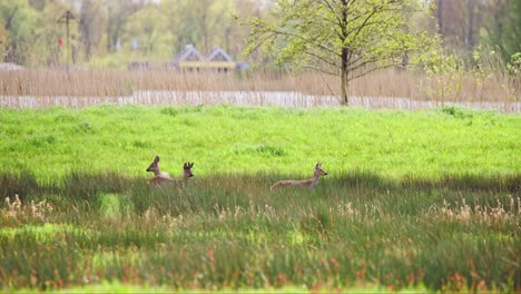 animales de ciervo de pie en el pasto de campo herboso cerca del río
