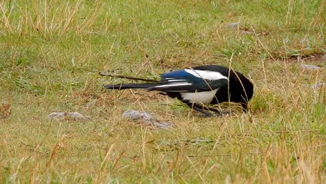 magpie scavenger bird searching for food in windy grass closeup