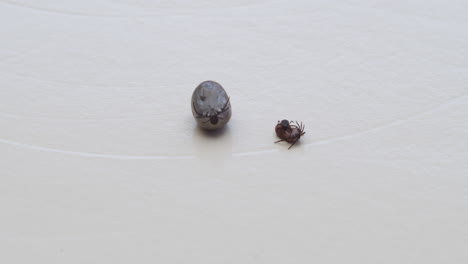 tres garrapatas una al lado de la otra, tres estadios diferentes del animal