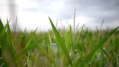 Close-up-of-a-vast-corn-plantation-underneath-a-bright-grey-evening-sky