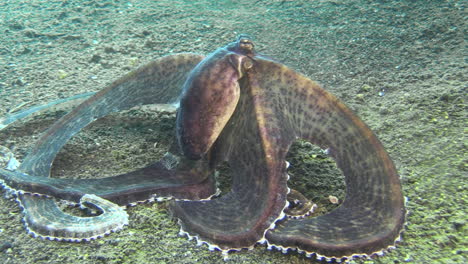 imitar pulpo con falda extendida