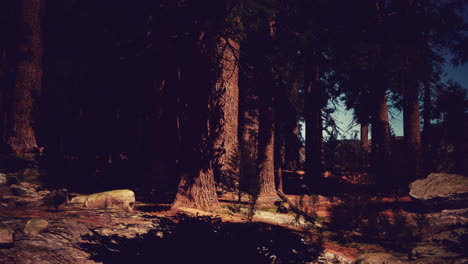 un camino iluminado por el sol a través de un bosque oscuro