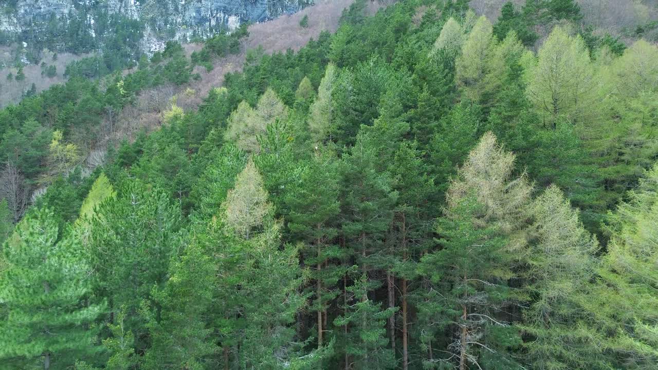 Lush green forest landscape near Canfranc-Estación in Aragón, Spain, 60FPS