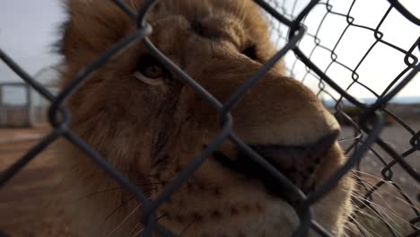 lion nose closeup through fence wildlife reserve