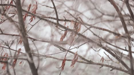 Tree-branches-on-the-background-of-snowfall.-Flakes-of-snow-falling-down-winter-landscape.