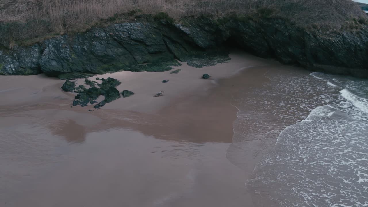 A beautiful shot of a beige seal on a sandy beach as they make their way to the waves flowing in from the sea. Just behind are the short rocky cliffs with a small cave in view