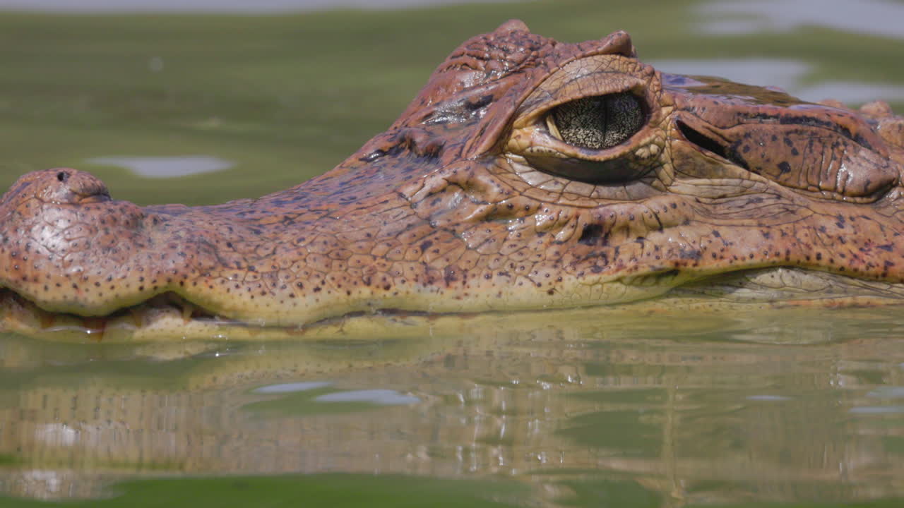 un caimán flotando en la superficie de laguna big pond en la isla de san andrés en colombia