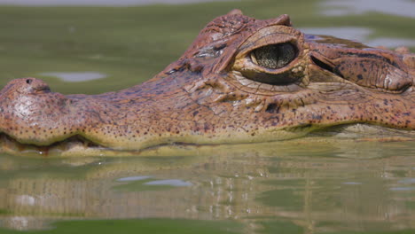 an alligator floating on the surface of laguna big pond on san andres island in colombia