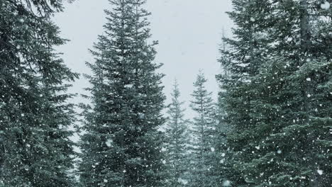 Escena-Pacífica-De-La-Naturaleza-Del-Bosque-De-Invierno-Con-Copos-De-Nieve-Cayendo