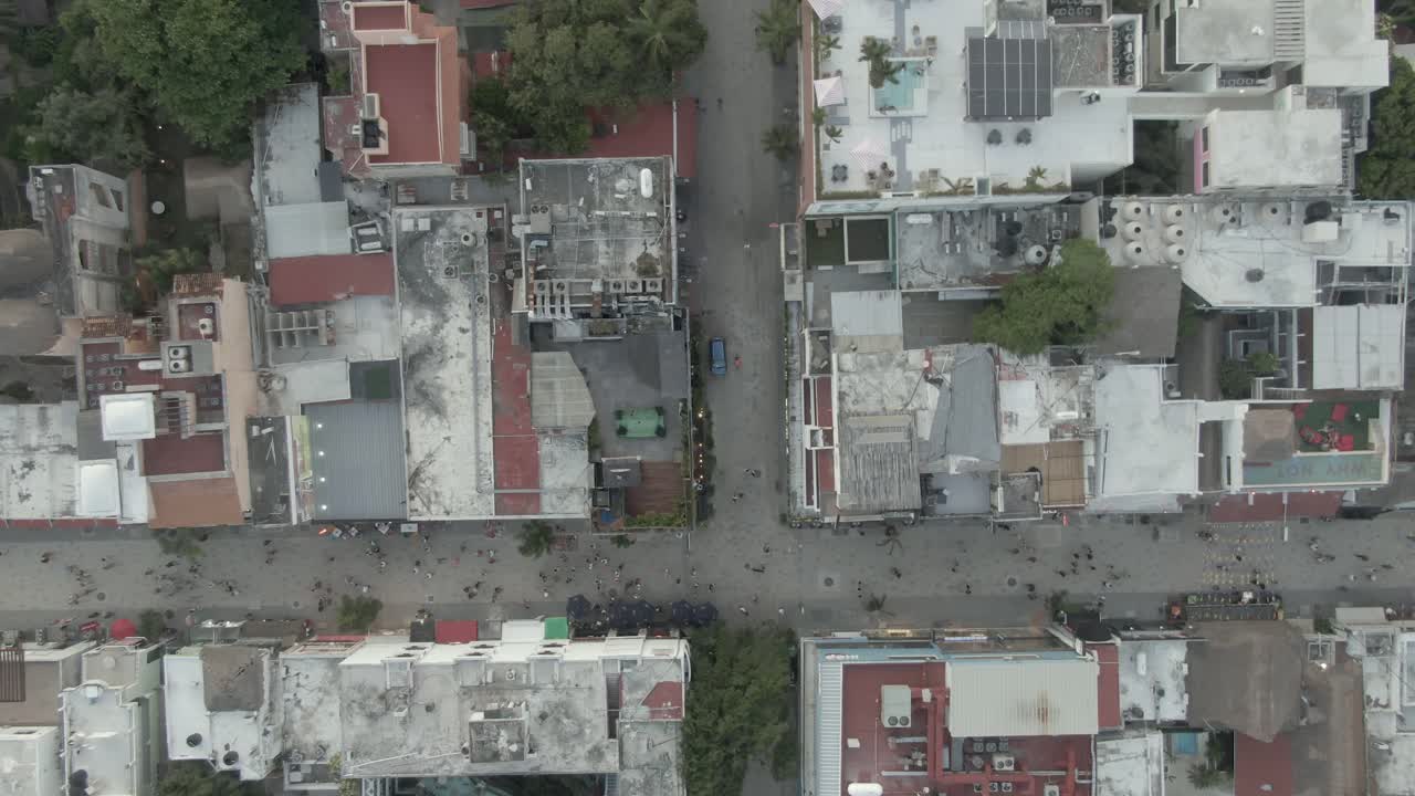 algas sargassum en la playa de playa del carmen quintana roo mexico 12