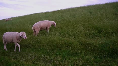 Toma-De-Alta-Calidad-De-Una-Oveja-Pastando-Y-Corriendo-En-Un-Prado-Verde-En-Una-Ladera-Con-Otros-Animales-Al-Fondo,-Tomada-En-Alemania