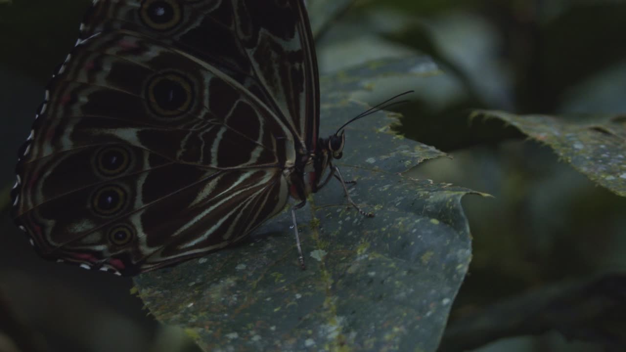Großer und farbenfroher Schmetterling sitzt auf einem Blatt im Amazonas-Regenwald in Südamerika.