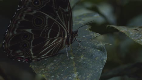 big and colorful butterfly sitting on leaf in amazon rainforest jungle in south america