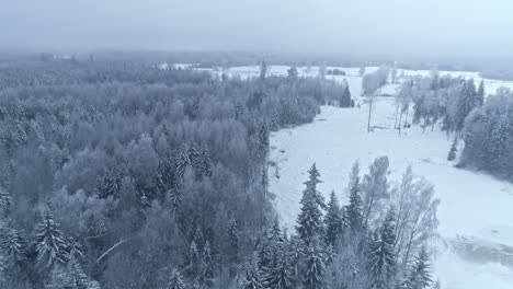 Winterwald-Im-Schnee