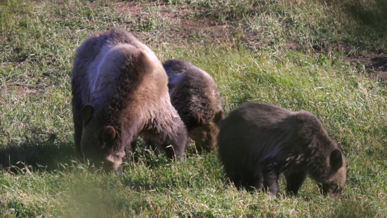 Voksen hun-grizzlybjørn spiser med sine to unger før vinteren i Glacier National Park, Montana