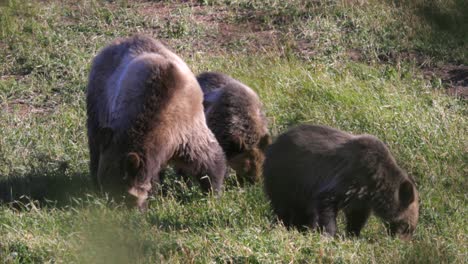 grizzly hembra adulta alimentándose con sus dos cachorros antes del invierno en el parque nacional de los glaciares, montana