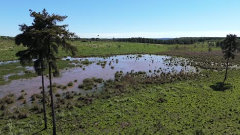 aerial view of a wetland