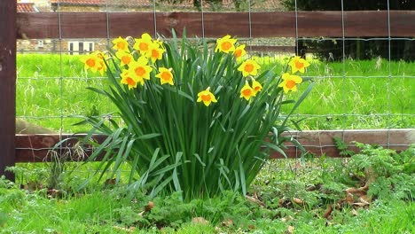 narcisos que crecen en un borde de hierba iluminando el campo