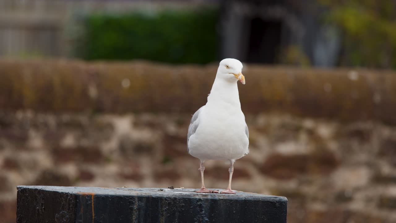Seagull stands, turns, and looks around on a harbor post in overcast natural light