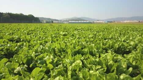 Imágenes-Aéreas-De-Un-Campo-De-Cultivo-De-Lechuga-En-España-Europa-Drone-Verduras-Verdes