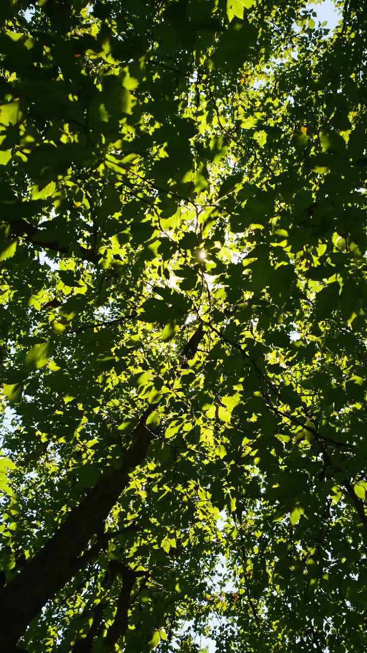 Upward angle captures sunlight filtering through lush green leaves, creating a serene, natural
