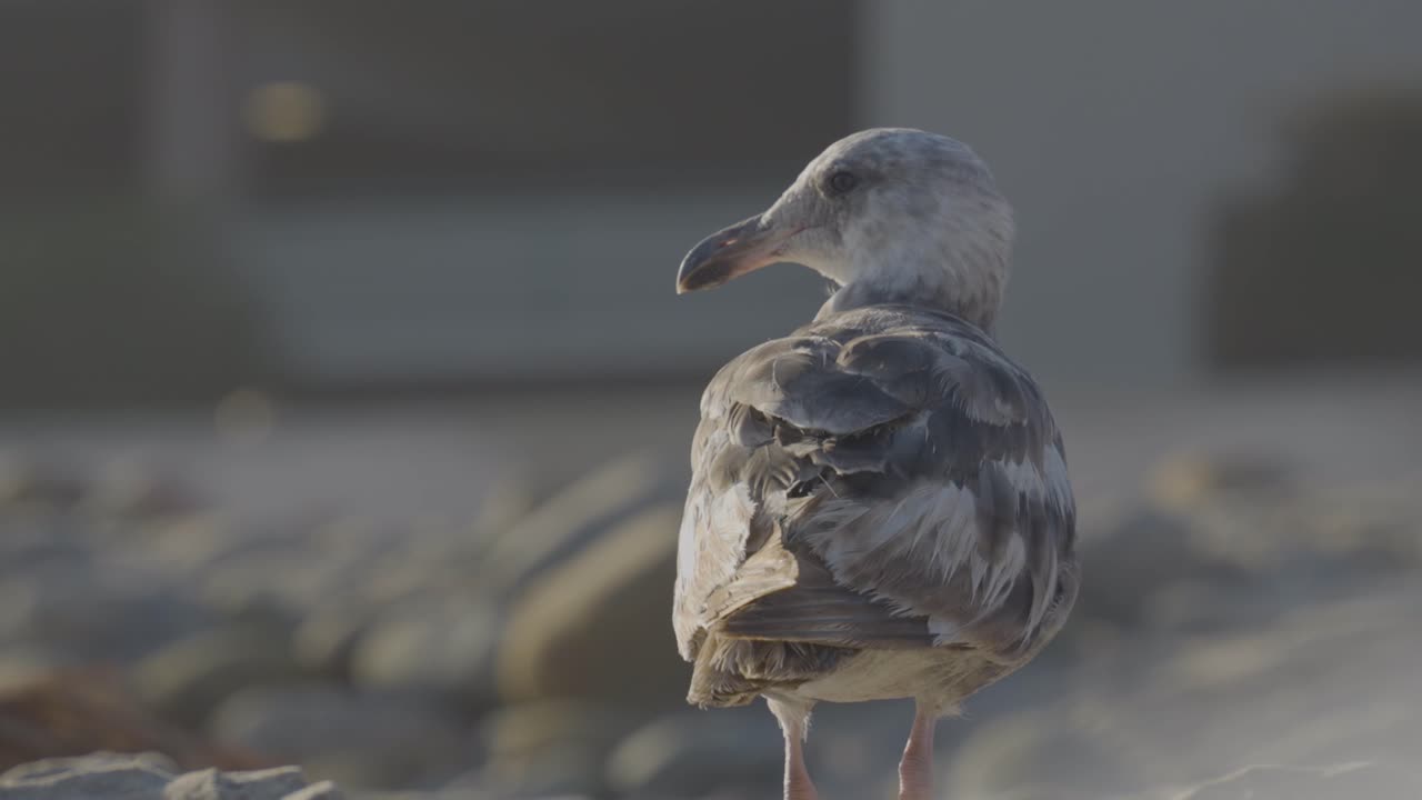 A detailed close-up of a seagull standing on a rocky beach, looking back with ocean stones softly blurred in the background