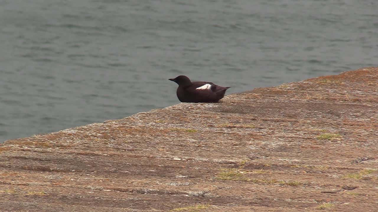 asiento de aves en una pared, vida silvestre en dublín en el faro de poolbeg