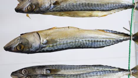 close-up of dried mackerel hanging for preservation