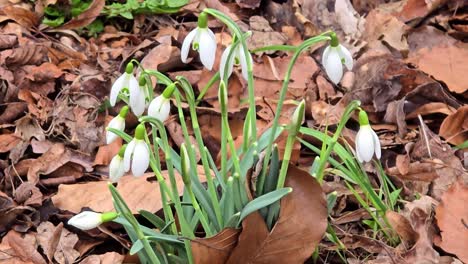 White-snowdrops--in-the-garden