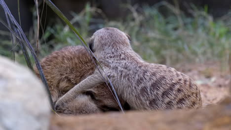 a group of meerkats cuddle together for body warmth before sleeping on the ground - close up