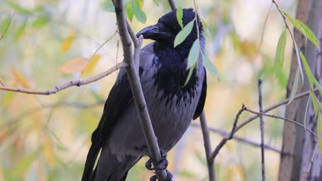 cuervo carroñero (corvus corone) pájaro negro en la rama.