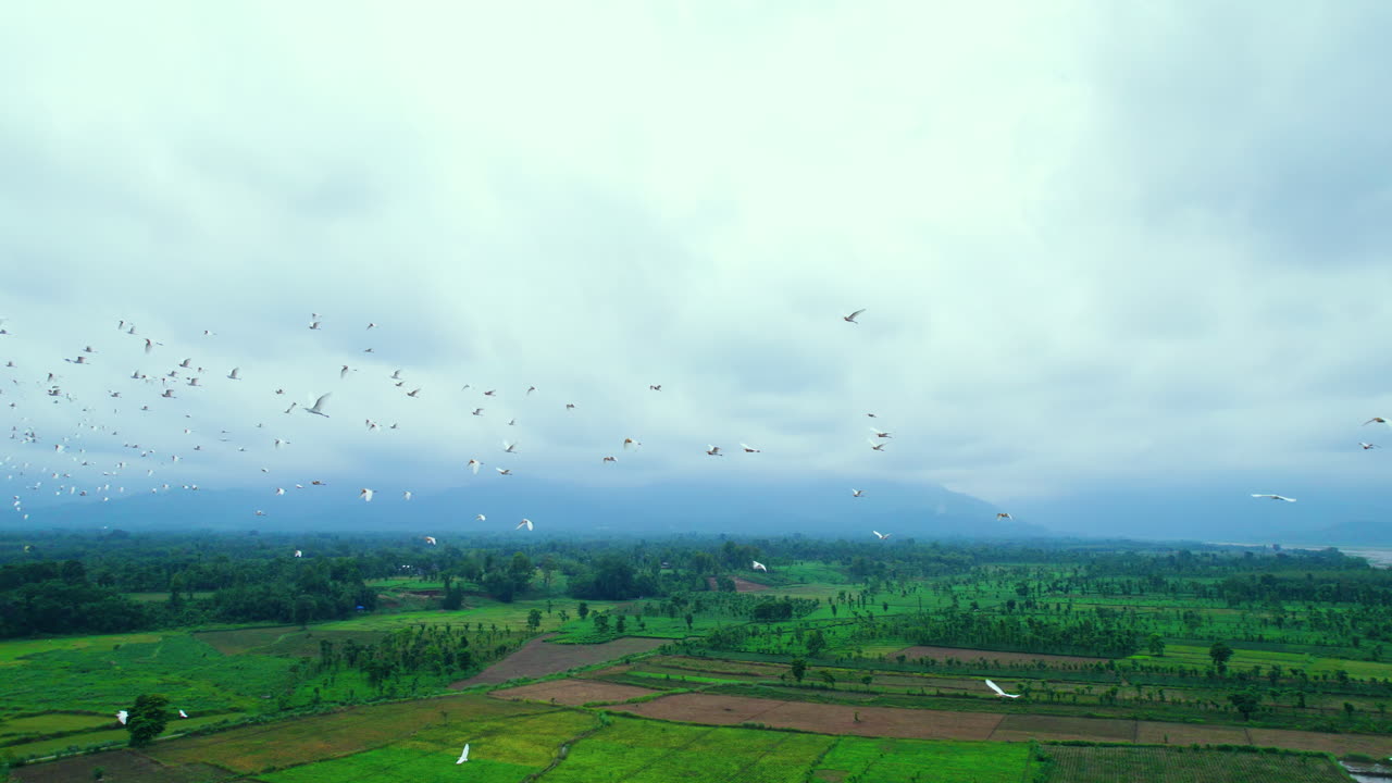 네팔 의 평야 에 있는 푸른 농장 위 를 날아다니는 헤론 새 들 의 드론 촬영