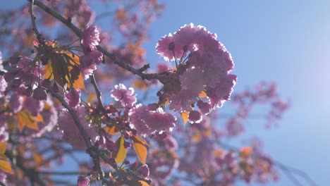 Flor-De-Cerezo-Rosa-Colgando-De-Un-árbol-Que-Sopla-En-El-Viento-Durante-Un-Hermoso-Día-Azul-Brillante-En-Vancouver-Bc-Luz-Que-Se-Enciende-A-Través-De-La-Harina-Medio-Apretada-Mirando-Hacia-Arriba-órbita-Estabilizada