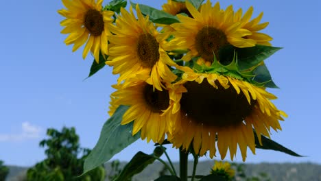 bee collecting pollen from sunflower