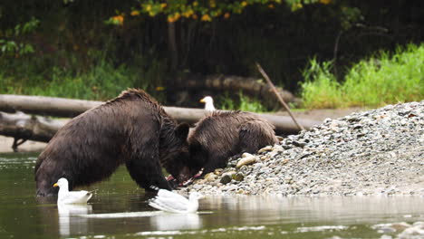 Grizzly-Bear-Y-Cub-Comiendo-Salmón-En-La-Orilla-Del-Río