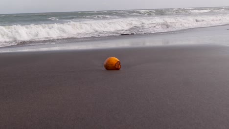 검은 해변에 있는 한 개의 코코