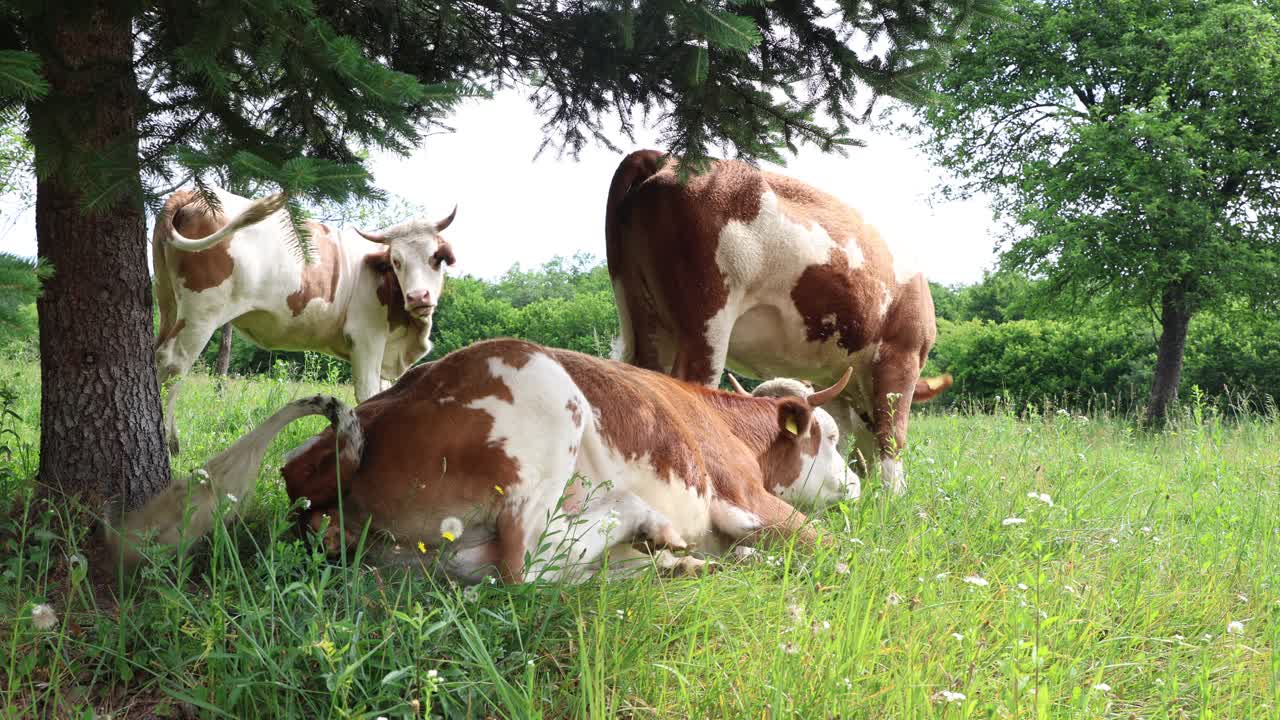 gregge di mucche che pascolano in un campo aperto verde fresco in un giorno d'estate nuvoloso