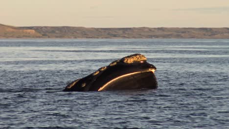 southern right whale feeding at the surface in patagonia at sunset 4k