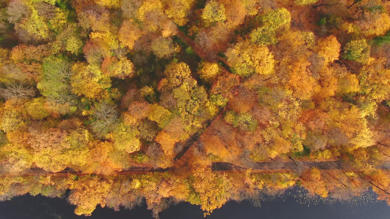 bosque aéreo en increíbles sombras de otoño con la carretera escondida bajo las copas de los árboles
