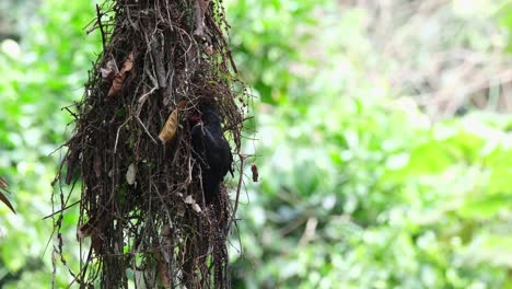 Perch-on-the-mouth-of-its-nest-looking-towards-the-camera-and-then-flies-away,-Dusky-Broadbill-Corydon-sumatranus,-Thailand