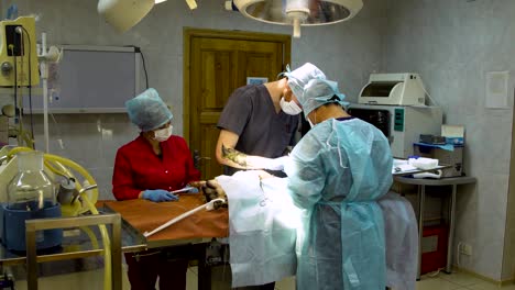 surgical operation of a dog in a veterinary clinic