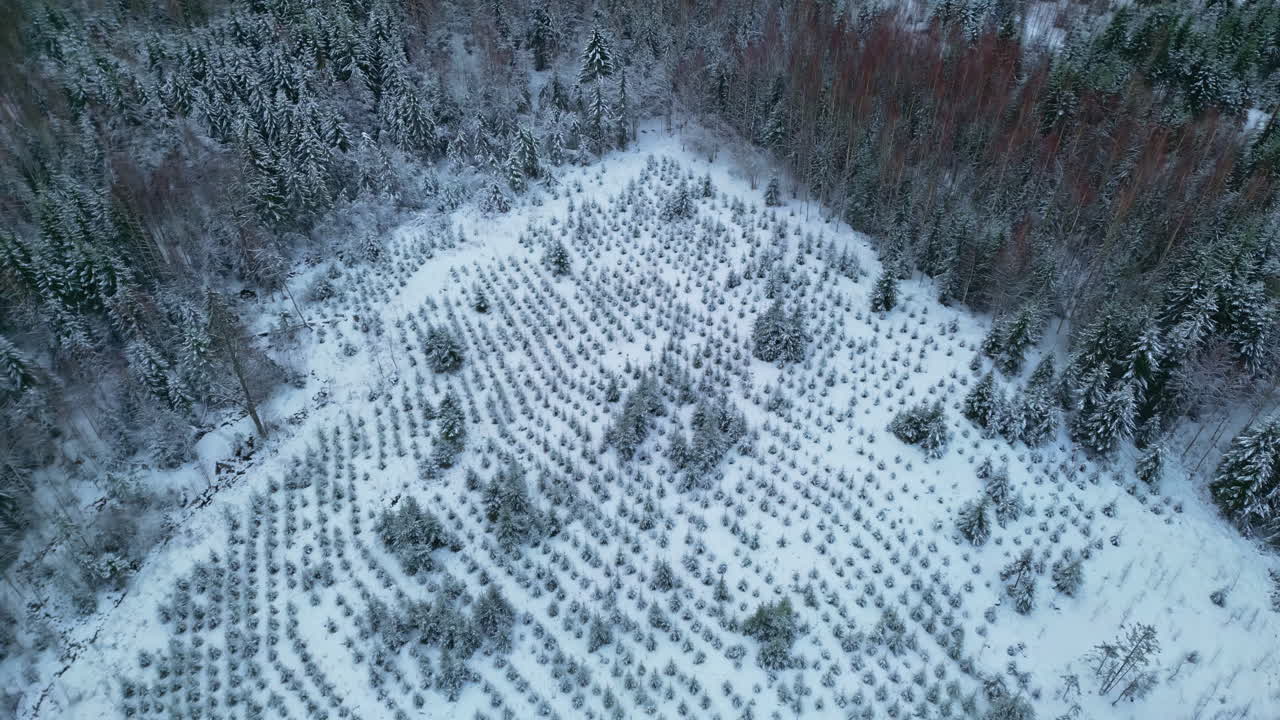 paisaje de invierno con plantación de pinos en bosques jóvenes