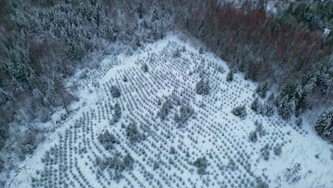 Paisaje-Invernal-Con-Plantaciones-Forestales-Jóvenes-De-Pinos.