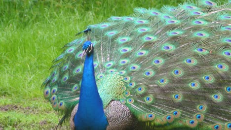 peacock with grass background and his feather display half erect shaking his head