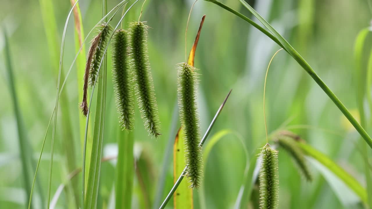 Aquatic plants at edge of a pond in early Summer. Wales. UK